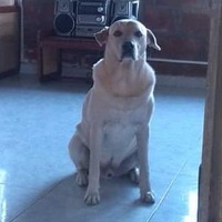 Bicicleta para trabajo