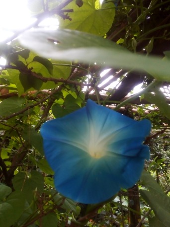 Cuadros y clases de pintura