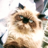 Conocimiento en el área de las matemática