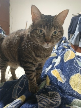 Doncat